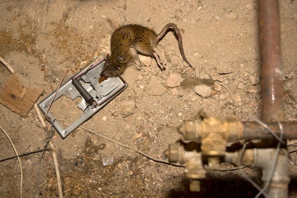 Kommunerne får færre anmeldelser om rotter